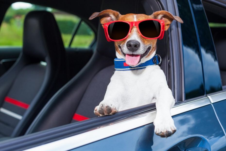 Viajar con perros: guía completa para organizar un viaje seguro y cómodo