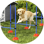 Agility para perros