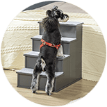 Escaleras y rampas para perros