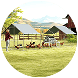 Gallineros para 20 gallinas