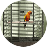 Jaulas para pajaros