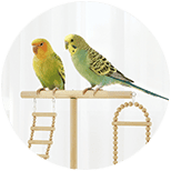 Pájaros