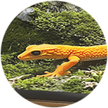 Peces y Reptiles