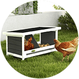 Ponederos para gallinas